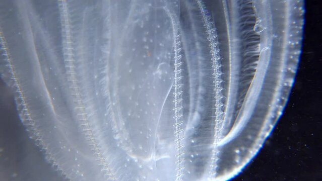 Invasive jellyfish ctenophora (Mnemiopsis leidyi), Black Sea