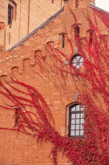 The brick wall of an old building with original windows is covered with red weaving grapes. Radomysh castle. Ukraine. Zhytomyr Oblast