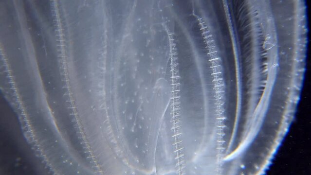 Invasive jellyfish ctenophora (Mnemiopsis leidyi), Black Sea