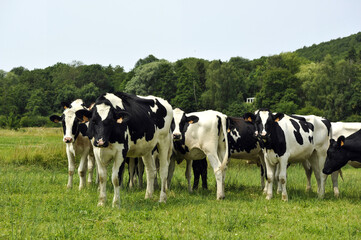 troupeau de vaches - 628233298