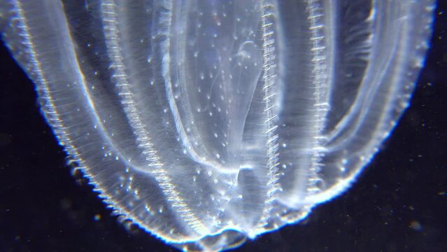 Invasive jellyfish ctenophora (Mnemiopsis leidyi), Black Sea
