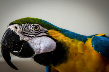Portrait of a blue and gold macaw.