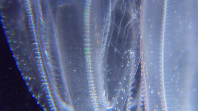 Invasive jellyfish ctenophora (Mnemiopsis leidyi), Black Sea