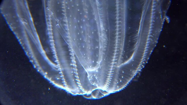 Invasive jellyfish ctenophora (Mnemiopsis leidyi), Black Sea
