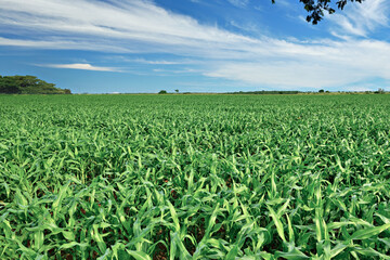 Campo de milho com céu azul - Milharal