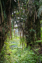 Beautiful forest to look at, cool fresh air to breathe.