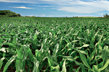 Planta&ccedil;&atilde;o de milho