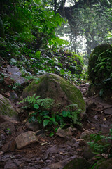 Fototapeta premium Fresh and Mossy Wild Rocks, A Sight to Behold