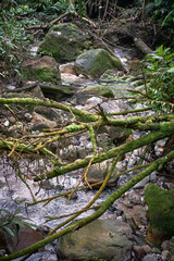 mossy tree trunks look beautiful to look at