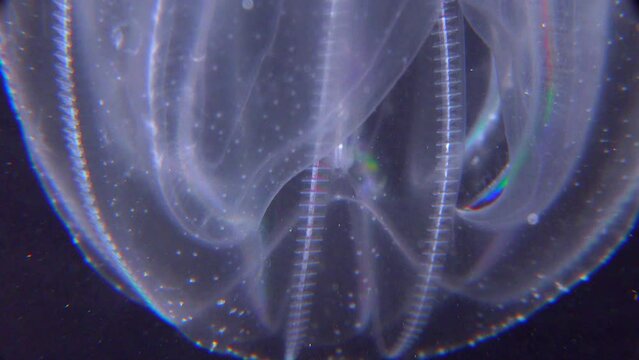 Invasive jellyfish ctenophora (Mnemiopsis leidyi), Black Sea