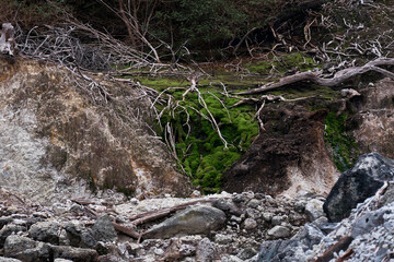Scattered Stones, Lifeless Trees the Crater