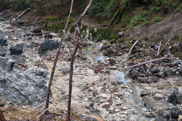 Scattered Stones, Lifeless Trees the Crater