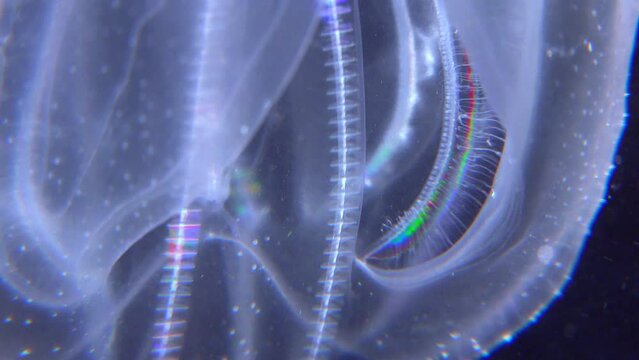 Invasive jellyfish ctenophora (Mnemiopsis leidyi), Black Sea