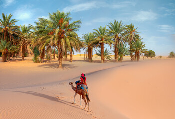 A woman in a red turban riding a camel across the thin sand dunes of the in Western Sahara Desert -...