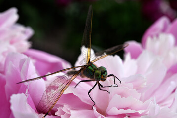 A dragonfly on a peony flower. A large dragonfly. A predatory insect.