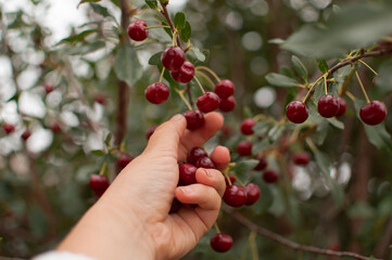 Bucket of overripe large cherries in garden. Hand picks berries from tree branch during harvest on the farm. Selective focus