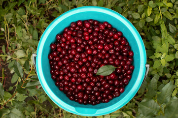 Bucket of overripe large cherries in garden. Hand picks berries from tree branch during harvest on the farm. Selective focus