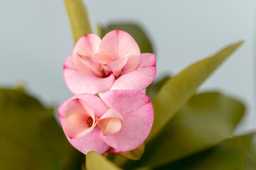 pink orchid flower