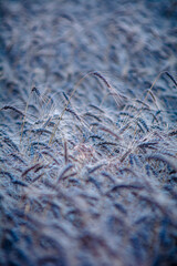 Ears of wheat at early dawn close-up
