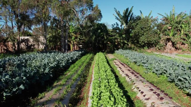 Horta de agricultura familiar em Bras&iacute;lia BRasil