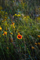 macro of an orange flower with yellow edges on the petals, against a background of green grass