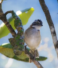 rufous-collared sparrow or Andean sparrow (Zonotrichia capensis) (Tico-Tico na Chapada diamantina).