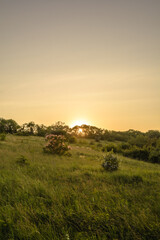 green hills with bushes and trees during dawn, against a background of a bright orange sky with a bright sun