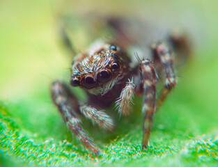 Fascinating close-up of a green jumping spider in wildlife.