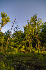 Obraz premium night forest with tall thin trunks of green trees, illuminated by a bright orange moon, against a blue sky