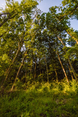 night forest with tall thin trunks of green trees, illuminated by a bright orange moon