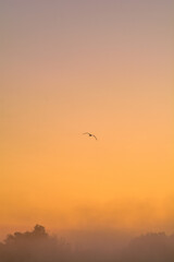 seagull against the background of an orange sky, during the morning thick fog, during the golden hour