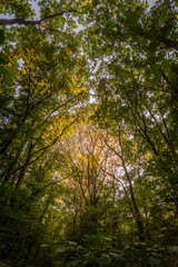lush forest with yellow-green leaves on the trees through which the sun's rays break through
