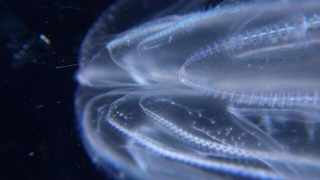 Invasive jellyfish ctenophora (Mnemiopsis leidyi), Black Sea