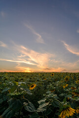 field with yellow sunflowers and green stems, against a blue sky with large white clouds, during golden hour