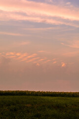 a green hill behind which is a field of yellow sunflowers, against a background of a bright sunset sky with orange and pink clouds, during golden hour