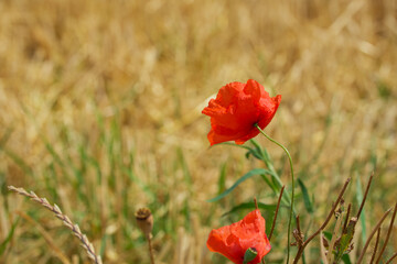 red poppy flower in the agricultural field