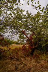 a clearing with laid long yellow grass on which trees with green foliage grow, against a background of a stormy sky