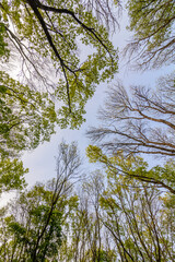 tree tops with green leaves and bare branches reaching towards the blue sky