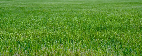 Schilderijen op glas A green lawn with freshly mown grass. © Aleksandr