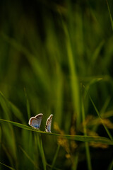 two blue butterflies sitting next to each other on a green tarvinka, against a background of green grass
