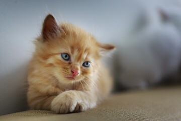 kitten