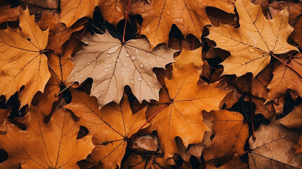 Naklejka na ściany i meble Autumn Leaves, fall background