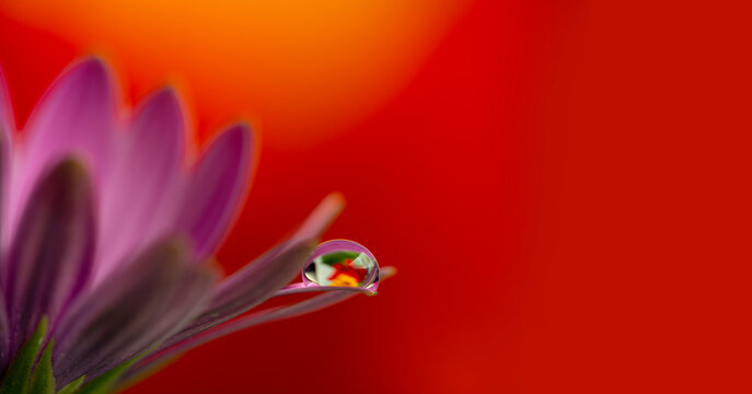 flower with dew dop - beautiful macro photography with abstract bokeh background