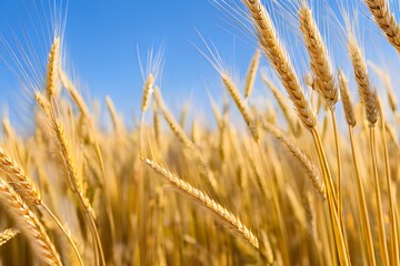 Fototapeta premium A stunning golden field with ears of wheat swaying gracefully