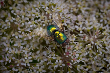 Close-Up of a common green bottle fly on a flower