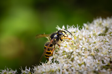 Closeup of a wasp on a plant in the garden