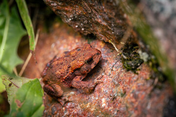 frog on rock