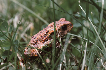Small frog sitting in green grass