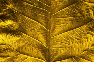 Close Up Patterns on gold leaf from Bodhi tree Isolated, planted in Thai temples. (also known as bo leave). concept of luxury to decorate. Gold-plated leaves deluxe natural design.