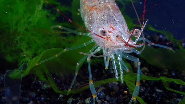Close-up, Shrimp Baltic prawn (Palaemon adspersus). Black Sea
